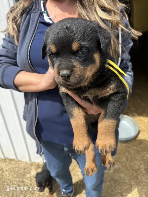 Yellow girl  – Rottweiler puppy for sale in Stilesville, IN