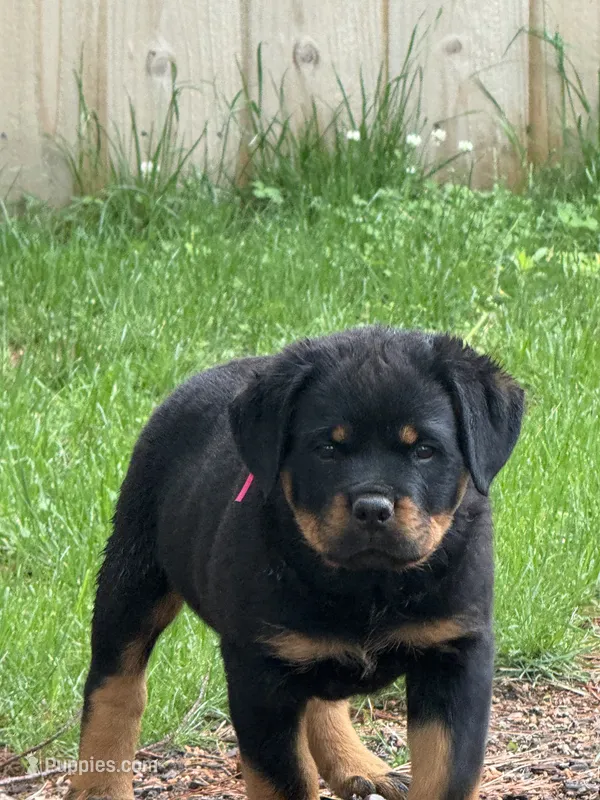 Pinky girl  – Rottweiler puppy for sale in Stilesville, IN