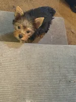 Elena, a female Yorkshire Terrier for sale in Macon, GA – 3 of 10