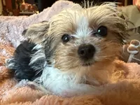 Lady Julia II, a female Yorkshire Terrier for sale in Macon, GA – 6 of 6