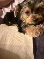 Fluffy , a male Yorkshire Terrier for sale in Macon, GA – 4 of 10