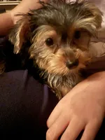 Fluffy , a male Yorkshire Terrier for sale in Macon, GA – 2 of 10