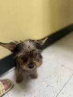 Baby Bella, a female Yorkshire Terrier for sale in Macon, GA – Photo 2 of 3
