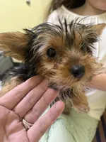 Baby Bella, a female Yorkshire Terrier for sale in Macon, GA – Photo 3 of 3