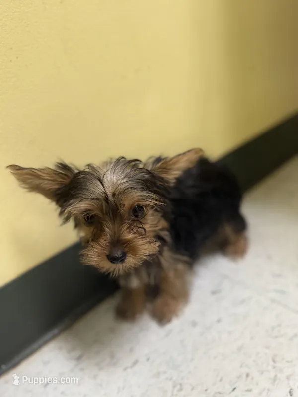 Baby Bella, a female Yorkshire Terrier for sale in Macon, GA – Photo 1 of 3