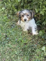 Lacey, a female Yorkshire Terrier for sale in Macon, GA – 9 of 10