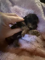 Buster , a male Yorkshire Terrier for sale in Macon, GA – 6 of 10
