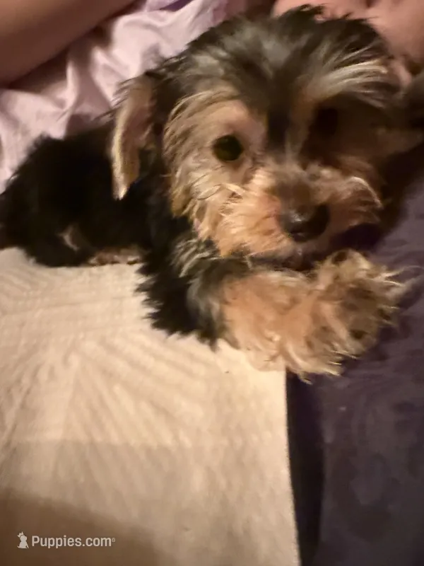Fluffy  – Yorkshire Terrier puppy for sale in Macon, GA