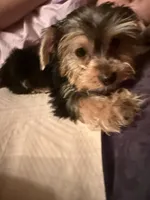 Fluffy , a male Yorkshire Terrier for sale in Macon, GA – 1 of 10