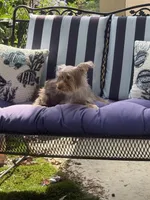 Starla, a female Yorkshire Terrier for sale in Macon, GA – 9 of 10