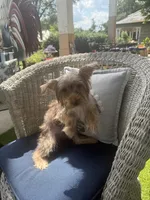 Starla, a female Yorkshire Terrier for sale in Macon, GA – 8 of 10
