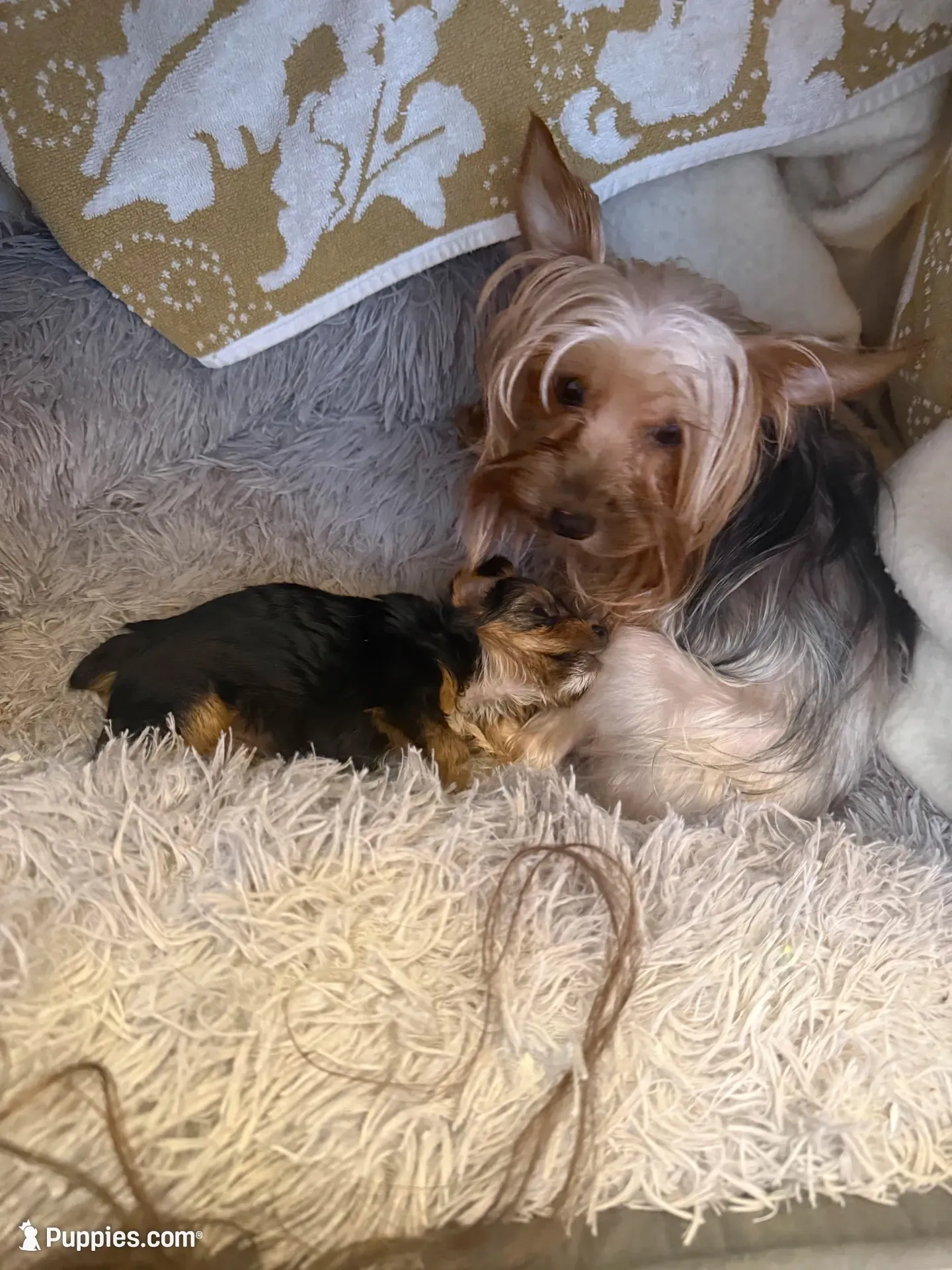 Elena, a female Yorkshire Terrier for sale in Macon, GA – 7 of 10