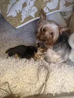 Elena, a female Yorkshire Terrier for sale in Macon, GA – 8 of 10