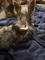Sugar Baby , a male Yorkshire Terrier for sale in Macon, GA – 3 of 10