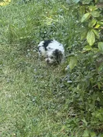 Jimmy, a male Yorkshire Terrier for sale in Macon, GA – 2 of 10