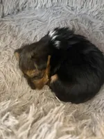 Elena, a female Yorkshire Terrier for sale in Macon, GA – 7 of 10