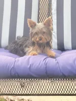 Pepper , a female Yorkshire Terrier for sale in Macon, GA – 6 of 10
