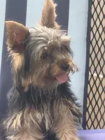 Pepper , a female Yorkshire Terrier for sale in Macon, GA – 4 of 10