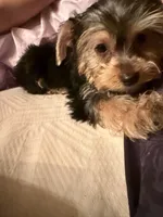 Fluffy , a male Yorkshire Terrier for sale in Macon, GA – 7 of 10