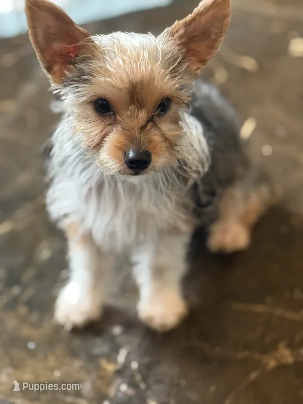 Sugar Baby  – Yorkshire Terrier puppy for sale in Macon, GA