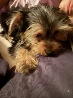 Fluffy , a male Yorkshire Terrier for sale in Macon, GA – 6 of 10