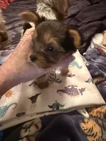 Elena, a female Yorkshire Terrier for sale in Macon, GA – 10 of 10