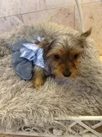 Rosie, a female Yorkshire Terrier for sale in Macon, GA – 4 of 10