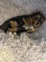Elena, a female Yorkshire Terrier for sale in Macon, GA – 9 of 10