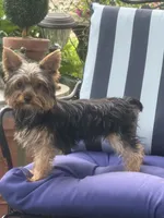 Pepper , a female Yorkshire Terrier for sale in Macon, GA – 2 of 10