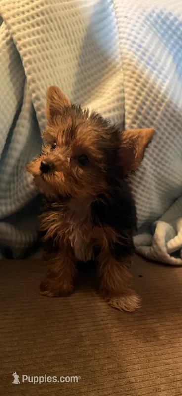 Elena – Yorkshire Terrier puppy for sale in Macon, GA