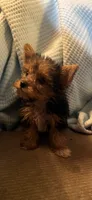 Elena, a female Yorkshire Terrier for sale in Macon, GA – 1 of 10