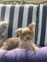 Starla, a female Yorkshire Terrier for sale in Macon, GA – 2 of 10