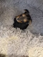 Elena, a female Yorkshire Terrier for sale in Macon, GA – 10 of 10