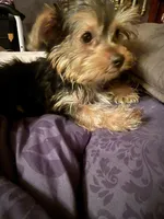 Fluffy , a male Yorkshire Terrier for sale in Macon, GA – 5 of 10