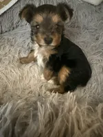 Elena, a female Yorkshire Terrier for sale in Macon, GA – 5 of 10