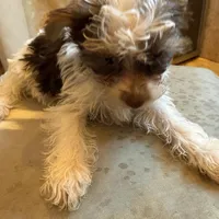 Bellarina , a female Yorkshire Terrier for sale in Macon, GA – Photo 6 of 8