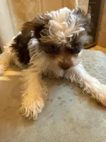 Bellarina , a female Yorkshire Terrier for sale in Macon, GA – Photo 7 of 10