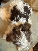 Bellarina , a female Yorkshire Terrier for sale in Macon, GA – Photo 2 of 10