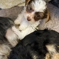 Bellarina , a female Yorkshire Terrier for sale in Macon, GA – Photo 4 of 8