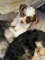 Bellarina , a female Yorkshire Terrier for sale in Macon, GA – Photo 5 of 10