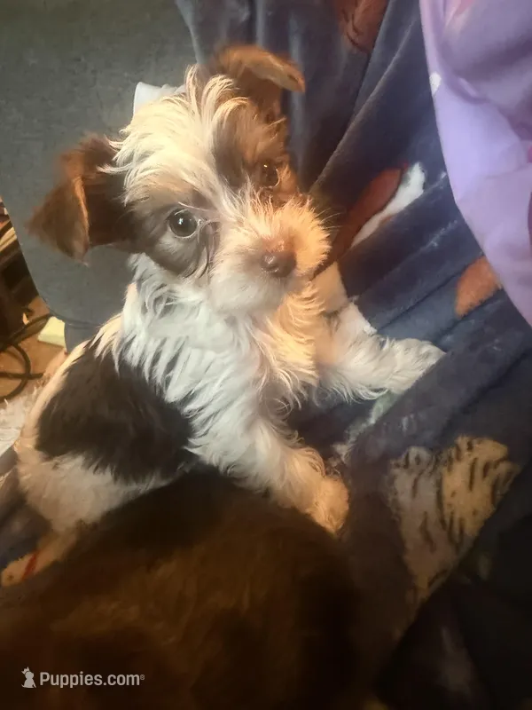 Bellarina  – Yorkshire Terrier puppy for sale in Macon, GA