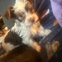 Bellarina , a female Yorkshire Terrier for sale in Macon, GA – Photo 1 of 8