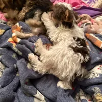 Bellarina , a female Yorkshire Terrier for sale in Macon, GA – Photo 5 of 8