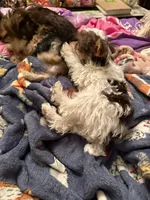 Bellarina , a female Yorkshire Terrier for sale in Macon, GA – Photo 6 of 10