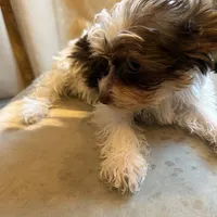 Bellarina , a female Yorkshire Terrier for sale in Macon, GA – Photo 8 of 8