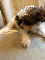 Bellarina , a female Yorkshire Terrier for sale in Macon, GA – Photo 10 of 10