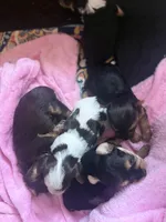 Bellarina , a female Yorkshire Terrier for sale in Macon, GA – Photo 9 of 10