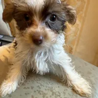 Bellarina , a female Yorkshire Terrier for sale in Macon, GA – Photo 2 of 8