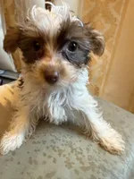 Bellarina , a female Yorkshire Terrier for sale in Macon, GA – Photo 1 of 10