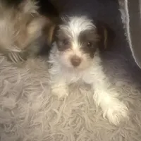 Bellarina , a female Yorkshire Terrier for sale in Macon, GA – Photo 3 of 8